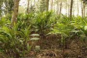 Cardamom Plants