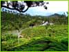 Munnar Tea Garden, , Kerala